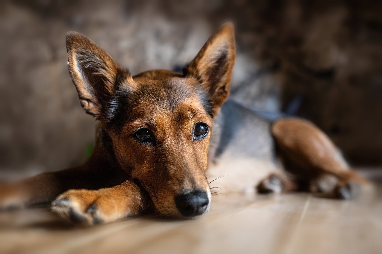 The Risks of Feeding Pets Table Scraps